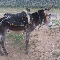 الاغ|حیوانات مزرعه|زرین دشت (فارس), |دیوار