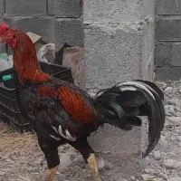 خروس و ماده مرغ