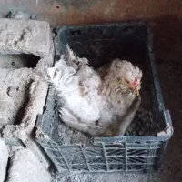 مرغ کرچ گلین
