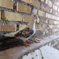 جفت کبوتر دوکت سرور ارتشی دیدنی با تخم معاوضه