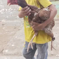 مرغ خروس لاری اصل نژاد دار دانه 1.5تومن
