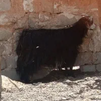 بز م