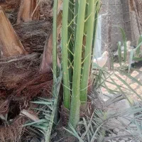 فروش پا جوش خاصویی