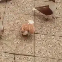 جوجه شهری سیاه کاکل