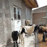بز دیر بز