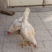 دو عدد مرغ طبیعی کرج شو