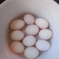 تخم نطفه‌دار مولدین گیل مرغ اصیل و پاچ اصیل گیلان