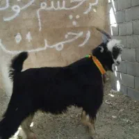 بزغاله بذری جلورو