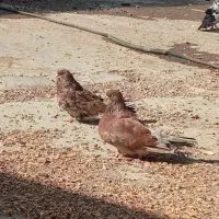 سرور