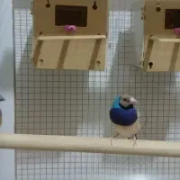 فنج آبی گلدین