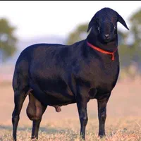 گوسفند وگوساله زنده