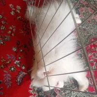 پامر عروسکی چهار ماهه