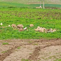 زمین-مسکونی