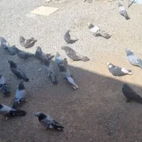 یه گل کبوتر  پر  معاوضه با قناری
