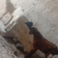 بزغاله جنس