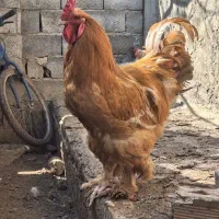 خروس برهما و مرغ محلی