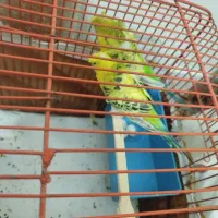 پرنده