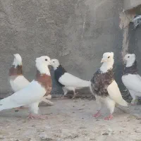 طوقی هفرنگ