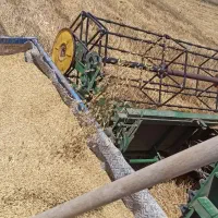 فروش جو خوراک دام
