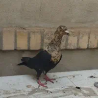 کفتر|پرنده|گلبهار, شهر جدید گلبهار|دیوار
