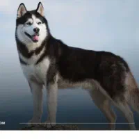 سگ هاسکی ماده