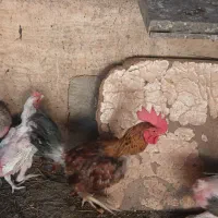 خروس لاری