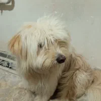 سگ سالم و تربیت شده و واکسن زده