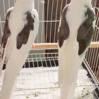 دو جفت عروس هلندی دوکت پروانه‌ای