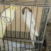 عروس هلندی