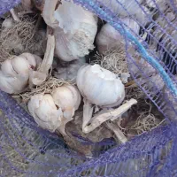 بذر سیر گوکان خودم کاشته بودم ده تن فروش دارم