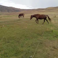 اسب|اسب و تجهیزات اسب‌سواری|ارومیه, |دیوار