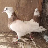 طوقی