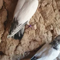 جوجه|پرنده|پیشوا, |دیوار