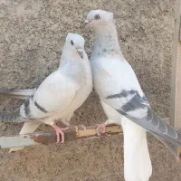 جوجه زات دار زیبا وجفتگاهی درجه یک