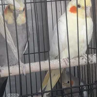 عروس هلندی معاوضه با گرینچیک