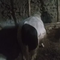 6 راس گاو و گوساله نر و ماده وشیرده