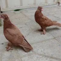 دو عدد جوجه کبوتر راعبی (دفع شیاطین و جن از منزل)