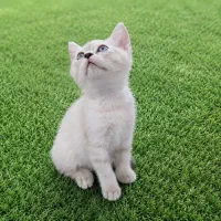 بریتیش بلو پوینت چشم آبی