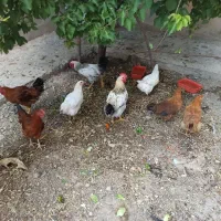 مرغ و خروس محلی