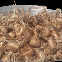 پیاز،زعفران اعلا و درجه 1