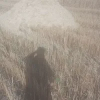 کاه