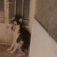 سلام  سگ هاسکی  نر دوساله