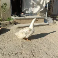 اردک سفید
