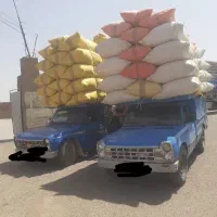 کاه گندم فقط در منطقه اسفراین