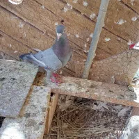پلاکی نر معاوضه هم دارم با ماده
