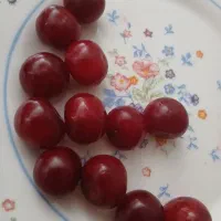 آلبالوی تازه درجه یک  ولواشکهای ارگانیک  آذربایجان