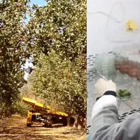 نهال پسته امریکایی