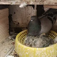 کبوتر دولا