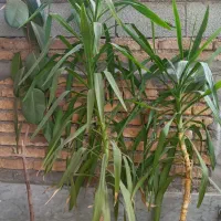 گل فیکوس ونخلی