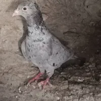 سار لکه